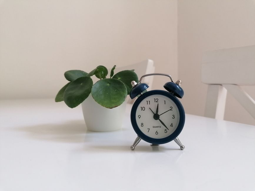 Decoratieve wekkerplant met kleurrijke bladeren. Decoratieve wekkerplant met kleurrijke bladeren.